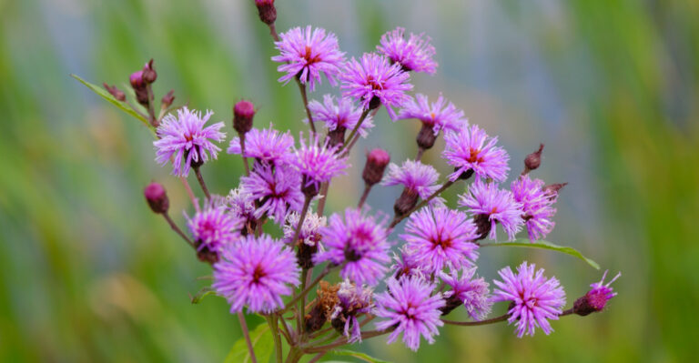 The Most Underrated North Carolina Native Plant That Draws Butterflies In Late Summer