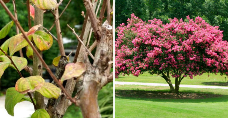 The One Thing You Must Do To Crape Myrtles In Pennsylvania Before August Is Over