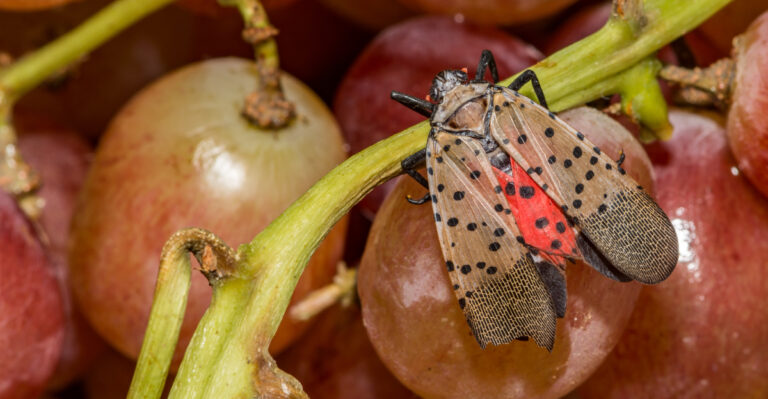 Never Ignore This Spotted Lanternfly Showing Up On Georgia Grapes