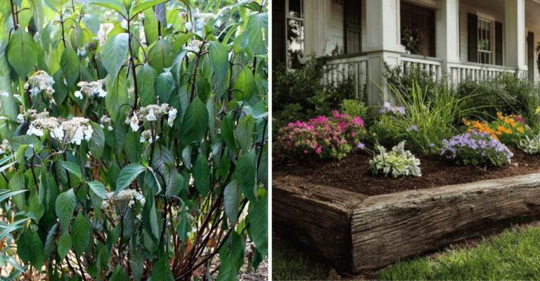 These Texas Yard Mistakes Are Making Your Heat Stress Problem Worse No Matter What You Try