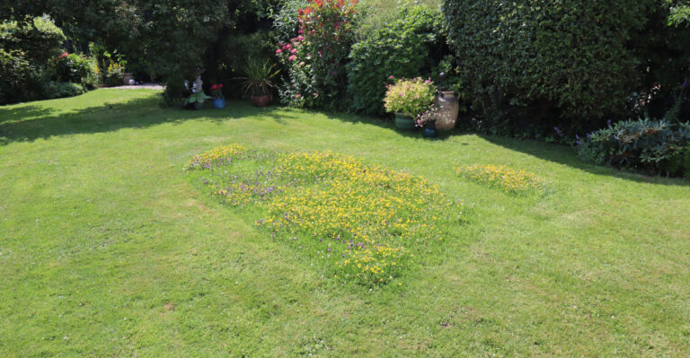 The Reason Wisconsin Homeowners Leave One Strip Of Lawn Uncut Until October