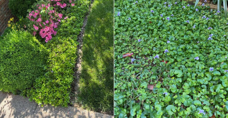 The California Groundcover Mistake That Creates More Cleanup Than Mulch