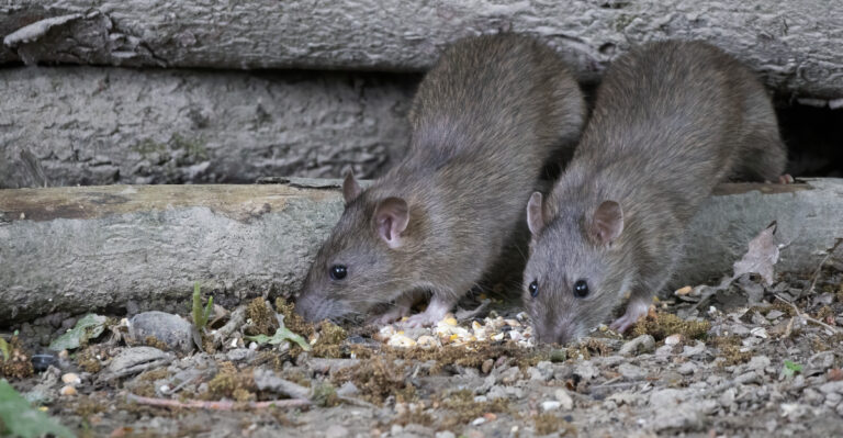 This Common California Landscaping Choice Is Quietly Feeding A Rat Colony