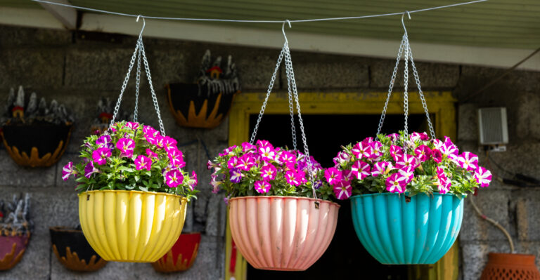 Never Let Oregon Hanging Baskets Dry Out Completely During A Heat Advisory