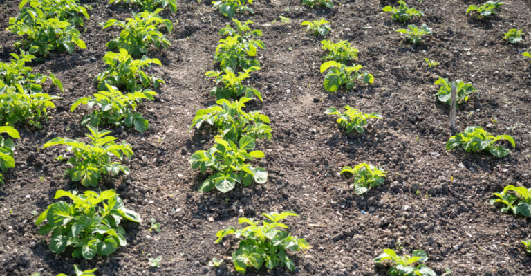 This August Garden Habit From Amish Tradition Is Winning Over Wisconsin Homeowners