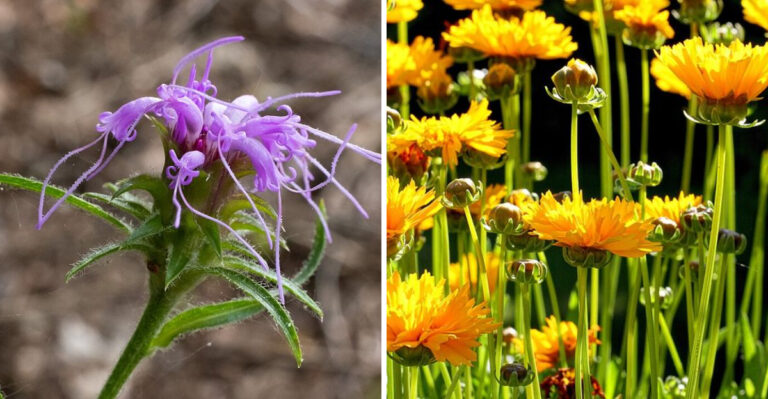 Georgia Native Plants That Thrive On Neglect Through A Hot, Dry August