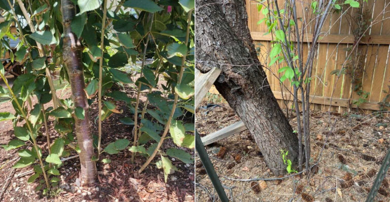 Why Suckers Keep Growing Back On Oregon Fruit Trees No Matter How Often You Cut Them