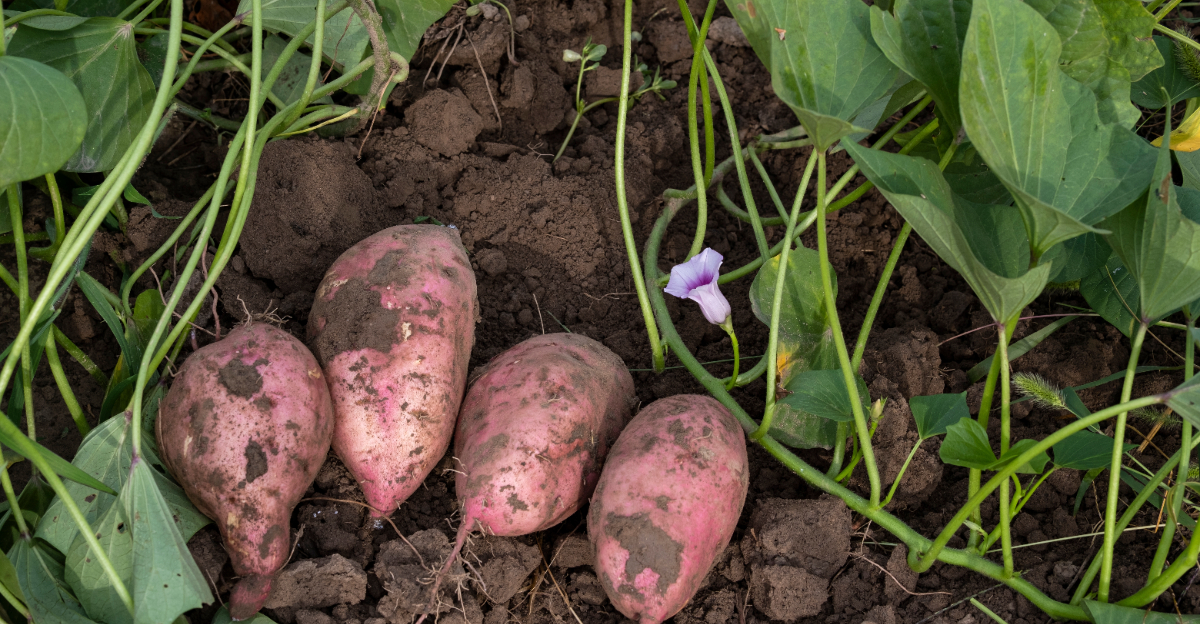 sweet potatoes