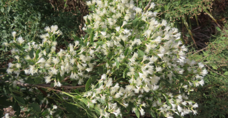 saltbush
