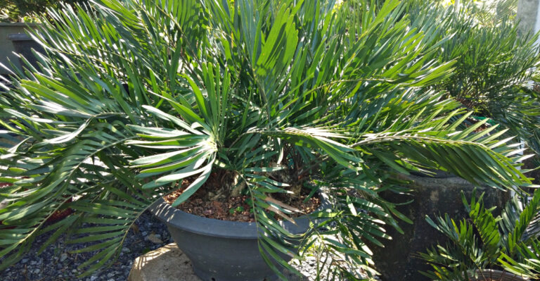 coontie