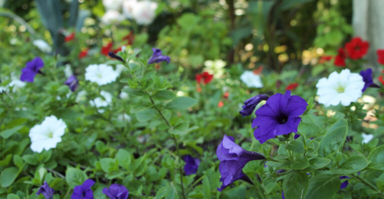Common Reasons Petunias Stop Blooming By Midsummer