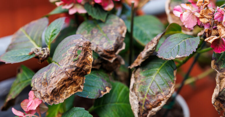 8 Reasons Your Potted Hydrangea Dries Out Too Fast
