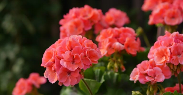 How Oregon Gardeners Keep Geraniums Blooming Through Dry Late Summer