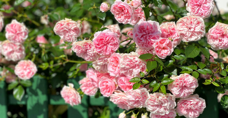 Climbing Plants That Cover Oregon Fences Fast Without Becoming A Regret