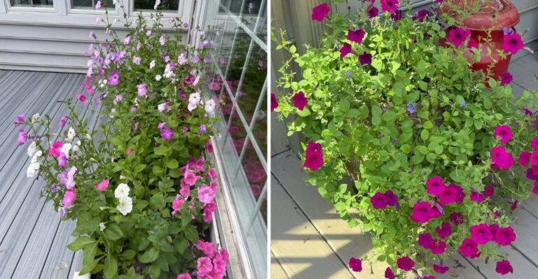 This Watering Habit Leaves Petunias Leggy And Weak