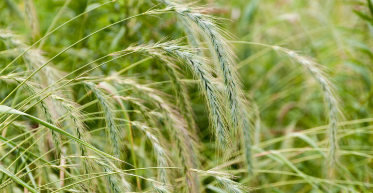 canada wild rye