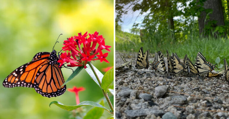 butterflies