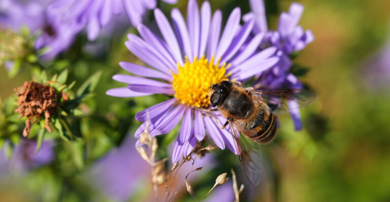 aromatic aster