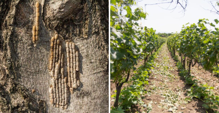 Why Massachusetts Homeowners Are Being Told To Inspect And Scrape Their Vines