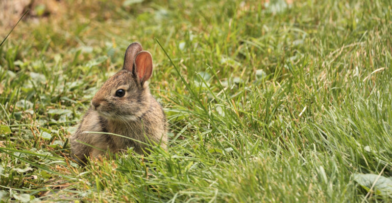 Smells That Keep Rabbits Out Of Your Garden And How To Use Them