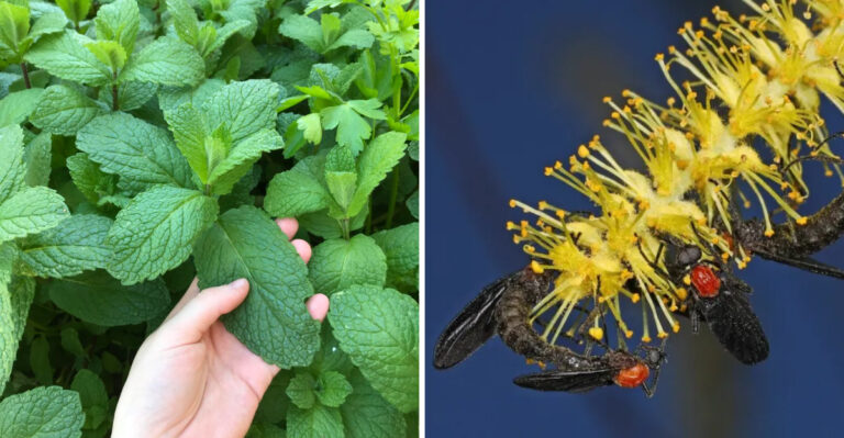 The Florida Plants Love Bugs Avoid Completely (And Why That Matters)