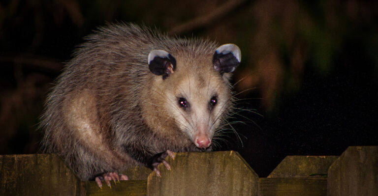 The Backyard Visitor Missouri Homeowners Keep Seeing After Sunset