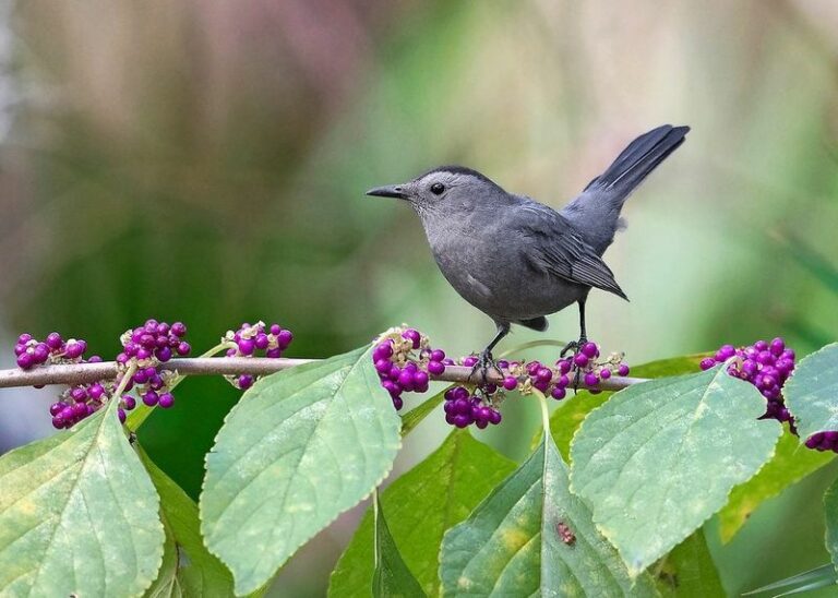 The Native North Carolina Shrub Whose Berries Pull Fall Songbirds Into Your Yard When Everything Else Empties Out