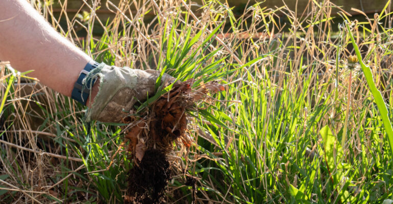 Can A California Neighbor’s Overgrown Yard Get Them Fined For Fire Risk?