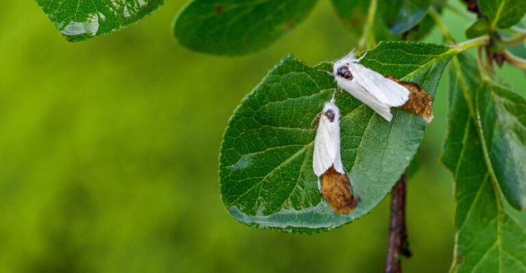 The Surprising Reason August Nights Play A Bigger Role In Massachusetts’s Most Watched Pest Outbreak