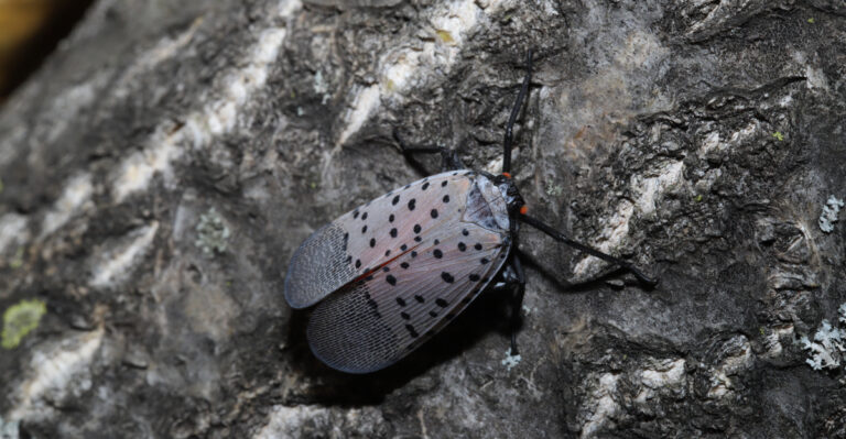 spotted lanternfly