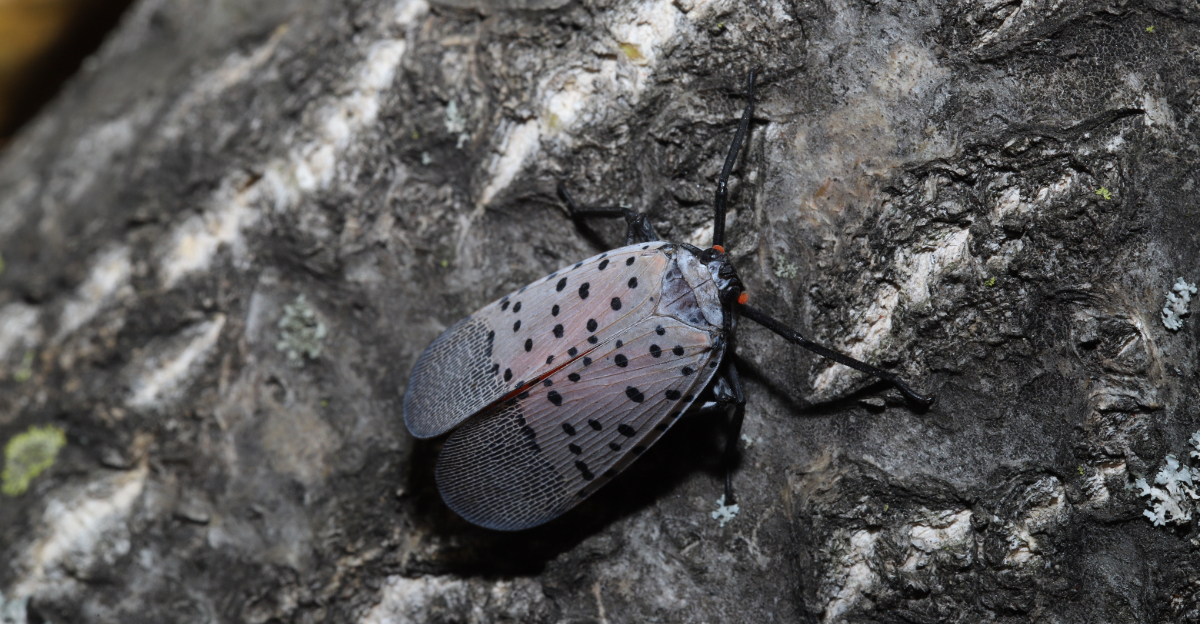spotted lanternfly