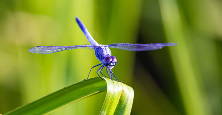 What It Means When Dragonflies Swarm Your Arizona Yard After The Storms