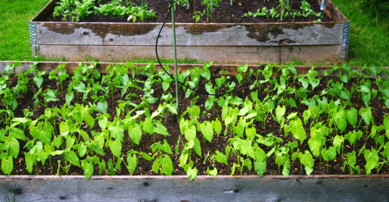 garden beds
