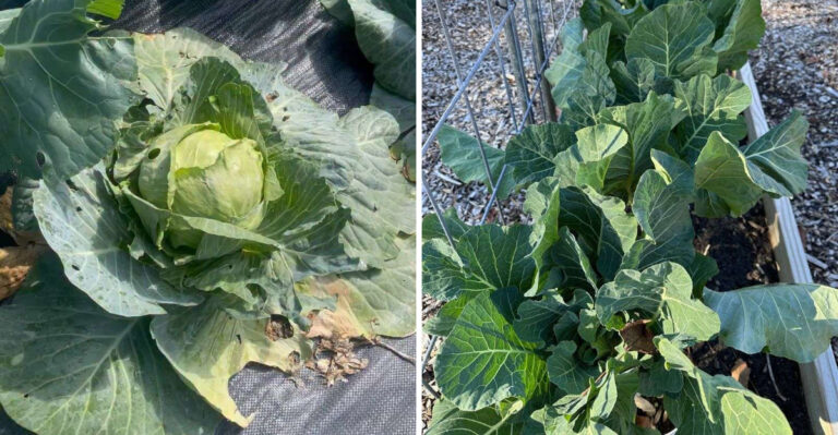 The Worst Brassicas For North Carolina Raised Beds And The Ones That Thrive