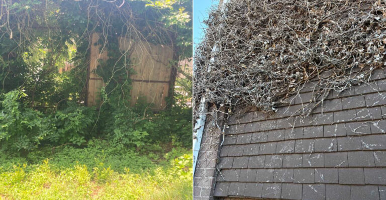 What Oregon Gardeners Near Wildlands Should Clear In August Before Fire Season Peaks