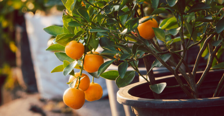Don’t Make This Mistake With Your Potted California Citrus Trees This Week