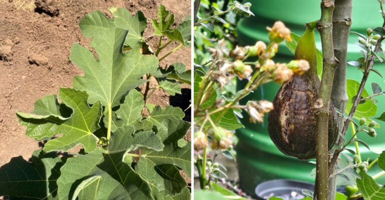 This Watering Mistake Causes Arizona Fig Trees To Split Fruit