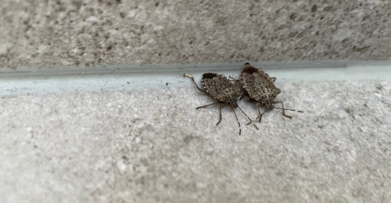 stink bugs