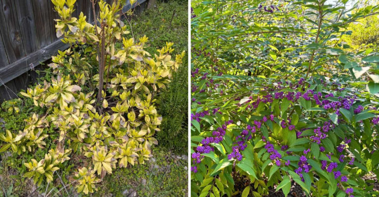 Native Georgia Shrubs That Beat Leyland Cypress As Privacy Screens