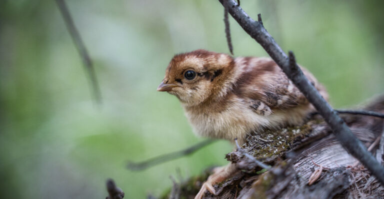 Quail Chick