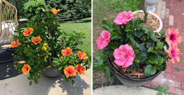 The Hibiscus Mistake Arizona Gardeners Make As The Heat Climbs Back