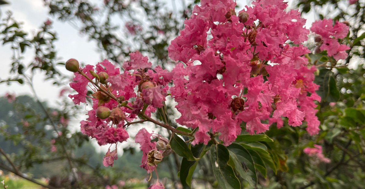 crape myrtle flower