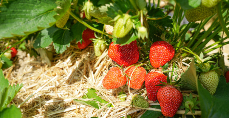 How To Renovate Your Michigan Strawberry Bed Now That The Season Is Wrapping Up