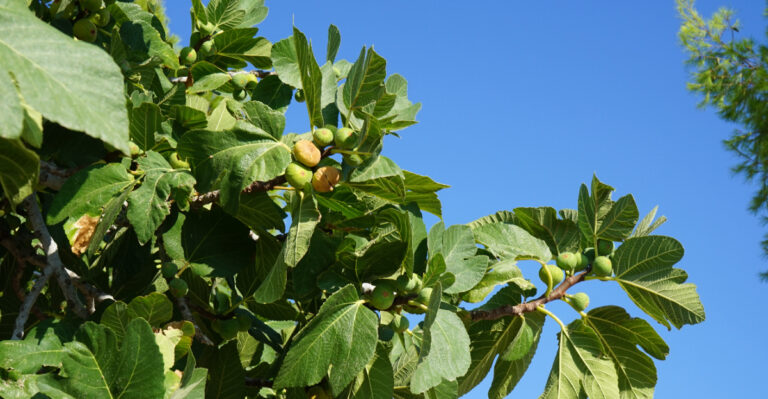 Why Oregon Fig Trees Look Healthy But Barely Produce Ripe Fruit