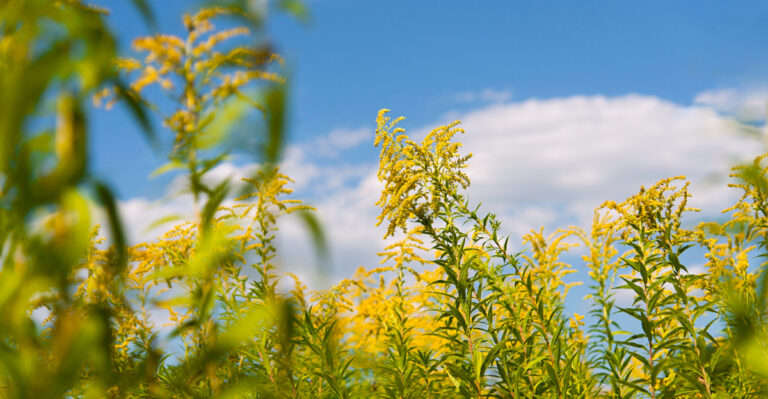 The New Jersey Yards Making Ragweed Allergies Worse Just Before Peak Season