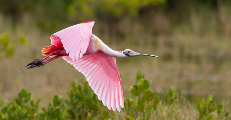 Roseate Spoonbill