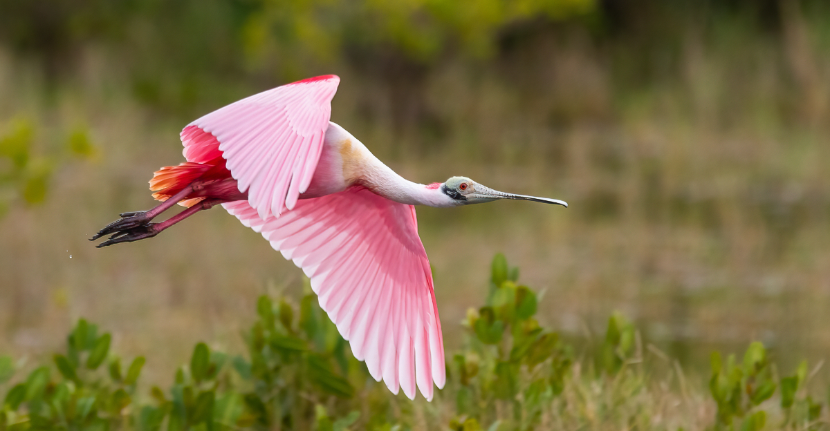 Roseate Spoonbill