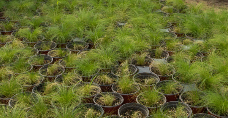 This Native Virginia Groundcover Is Quietly Replacing Front Lawns
