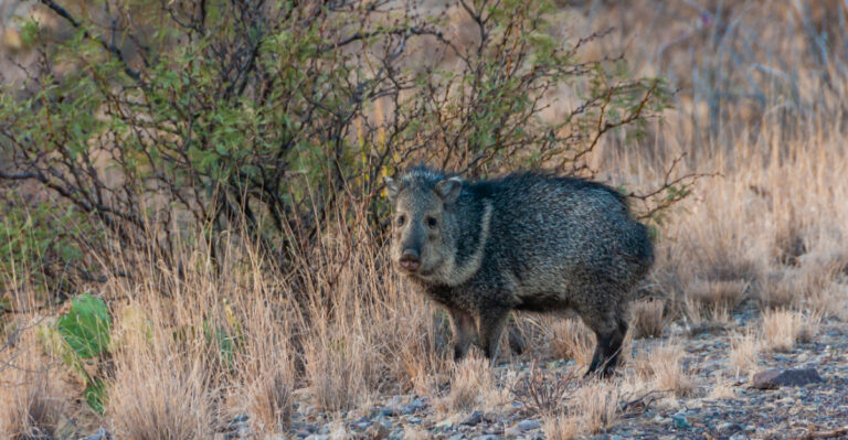 Javelina (featured image)