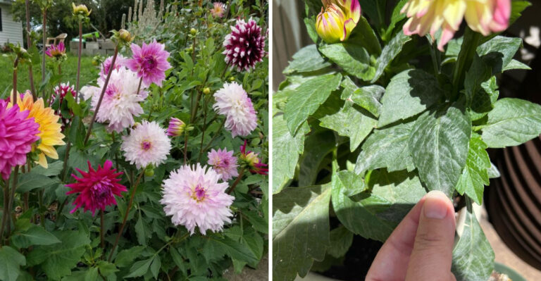 What It Means When North Carolina Dahlias Start Dropping Leaves In September
